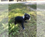 Small #9 Boston Terrier