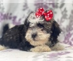 Small Photo #12 Poovanese Puppy For Sale in LAKELAND, FL, USA
