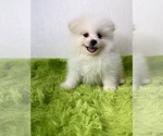 Puppy 3 Pomeranian