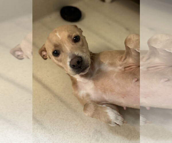 Medium Photo #11 Pointer Puppy For Sale in Sanford, FL, USA