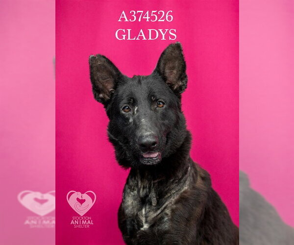 Medium Photo #2 German Shepherd Dog Puppy For Sale in Stockton, CA, USA