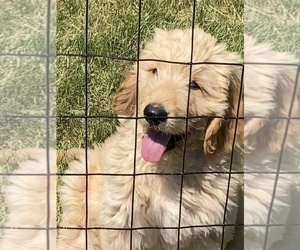 Goldendoodle Puppy for sale in KENYON, MN, USA