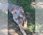 Small French Bulldog Mix
