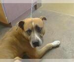 Small Mastiff Mix