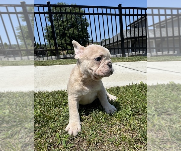 Medium Photo #3 French Bulldog Puppy For Sale in SAYREVILLE, NJ, USA