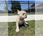 Small #1 French Bulldog