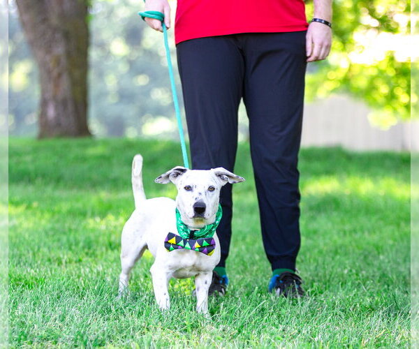 Medium Photo #5 Mutt Puppy For Sale in Unionville, PA, USA