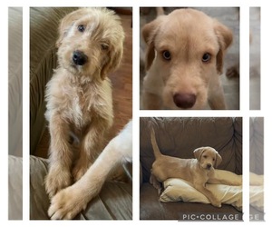 Labradoodle Puppy for sale in GILBERT, AZ, USA
