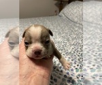 Puppy Boy 2 Boston Terrier