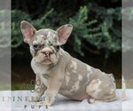 Small #2 French Bulldog