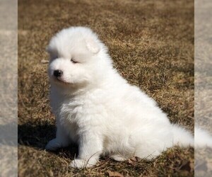Samoyed Puppy for sale in WITHEE, WI, USA