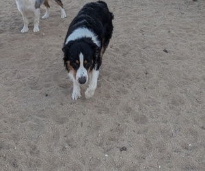 Father of the Australian Shepherd puppies born on 10/25/2025