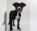 Small #3 American Staffordshire Terrier Mix