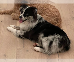 Small #2 Australian Shepherd