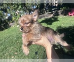 Small Yorkshire Terrier