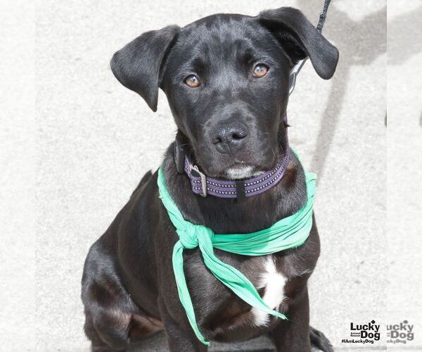Medium Photo #4 Labrador Retriever-Unknown Mix Puppy For Sale in Washington, DC, USA