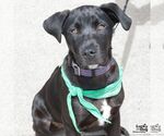 Small #3 Labrador Retriever Mix