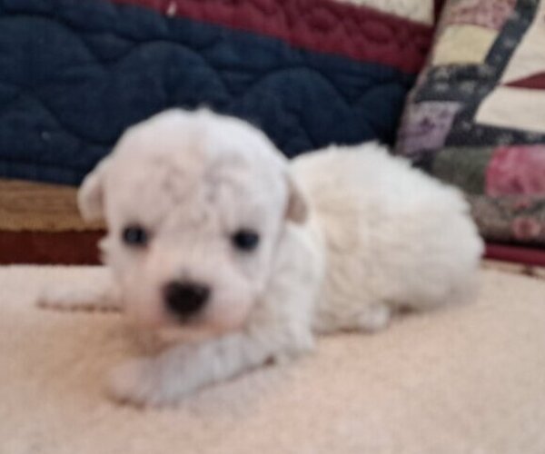 Medium Photo #2 Bichon Frise Puppy For Sale in PELHAM, NH, USA