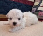 Puppy Male puppy 1 Bichon Frise