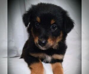 Australian Shepherd Puppy for sale in LINDEN, TN, USA
