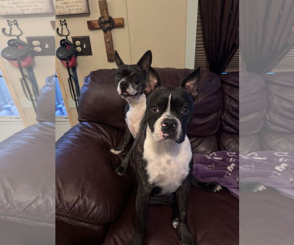 Medium Photo #3 Boston Terrier-Boxer Mix Puppy For Sale in Gulfport, MI, USA