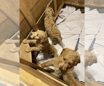 Small Photo #10 Goldendoodle Puppy For Sale in MAGNOLIA, TX, USA
