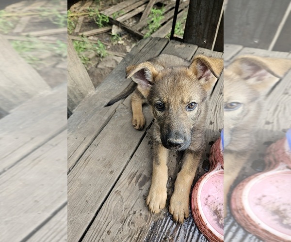 Medium Photo #5 German Shepherd Dog Puppy For Sale in KELLER, TX, USA