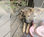 Small Photo #5 German Shepherd Dog Puppy For Sale in KELLER, TX, USA