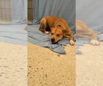 Small #3 Labrador Retriever Mix