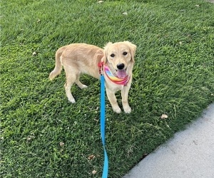 Golden Retriever Puppy for sale in OAKDALE, CA, USA