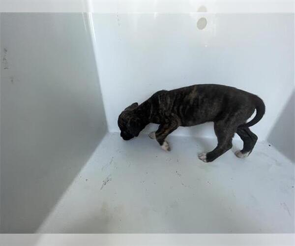 Medium Photo #1 Mutt Puppy For Sale in Houston, TX, USA