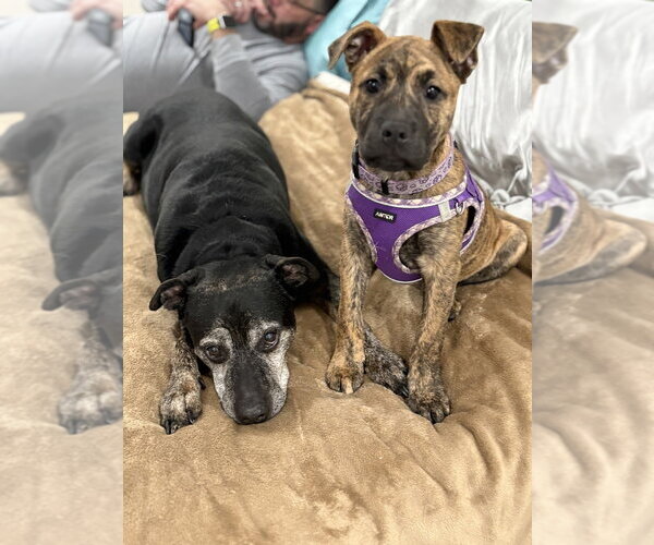 Medium Photo #22 American Staffordshire Terrier Puppy For Sale in Brewster, NY, USA