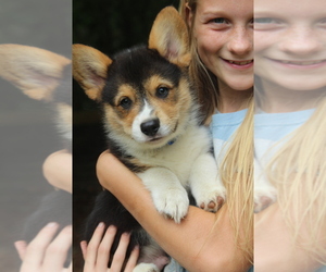 Pembroke Welsh Corgi Puppy for sale in FAIR GROVE, MO, USA