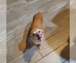 Small Photo #3 Mutt Puppy For Sale in Princeton, MN, USA