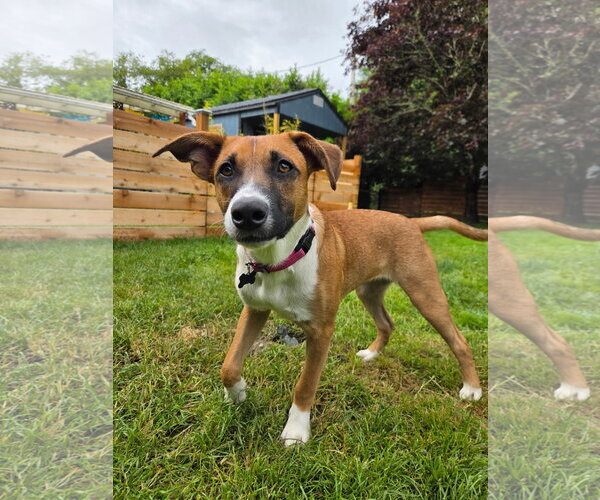 Medium Photo #8 Basenji-Unknown Mix Puppy For Sale in Milwaukie, OR, USA