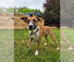 Small #7 Basenji Mix