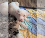 Small #14 Australian Shepherd-Catahoula Leopard Dog Mix