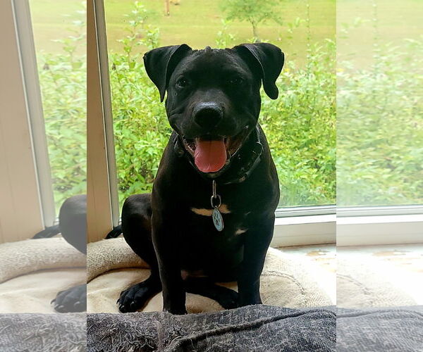 Medium Photo #1 American Pit Bull Terrier-Labrador Retriever Mix Puppy For Sale in Lexington Park, MD, USA