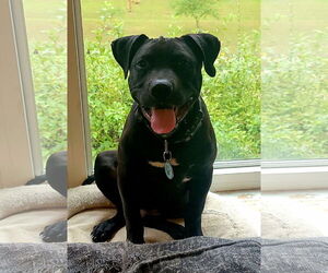 American Pit Bull Terrier-Labrador Retriever Mix Dogs for adoption in Lexington Park, MD, USA