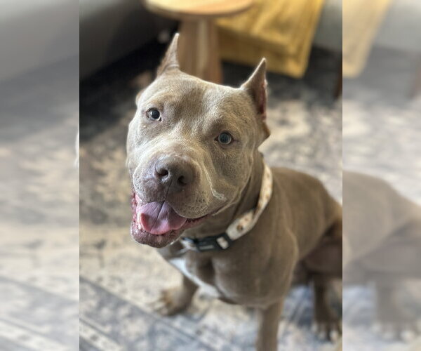 Medium Photo #7 American Pit Bull Terrier Puppy For Sale in Techny, IL, USA