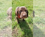 Puppy Olaf German Shorthaired Pointer-Vizsla Mix