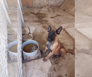Belgian Malinois Puppy for sale in LAKE LOS ANGELES, CA, USA