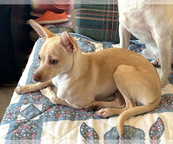 Medium Photo #2 Chihuahua Puppy For Sale in Westmont, IL, USA
