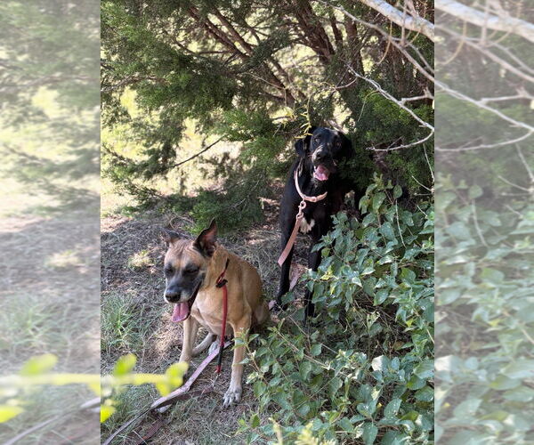 Medium Photo #3 Great Dane Puppy For Sale in Bullard, TX, USA