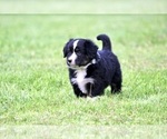 Small Photo #16 Australian Shepherd Puppy For Sale in NEWTON FALLS, OH, USA