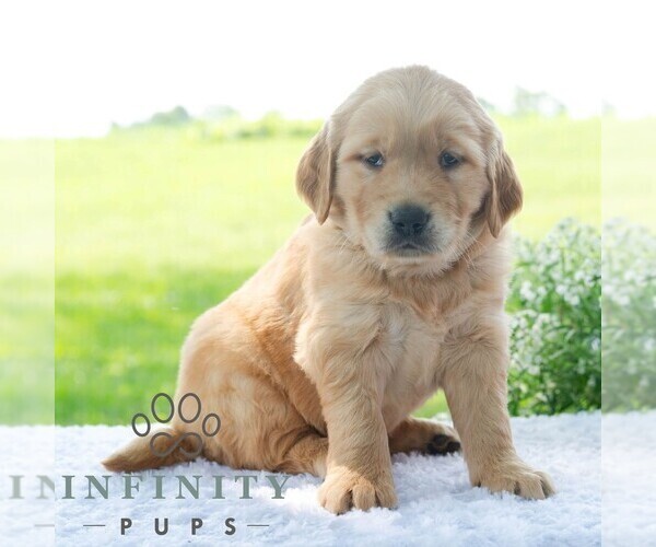 Medium Photo #5 Golden Retriever Puppy For Sale in NEWPORT, PA, USA