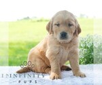 Small #4 Golden Retriever