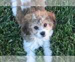 Small #2 Cavachon