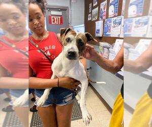Mutt Dogs for adoption in Stockton, CA, USA