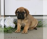 Small #2 Bullmastiff